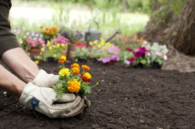 Flower Bed Planting - Flower Bed Planting Allen, Texas